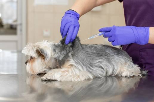 La subida salarial del nuevo convenio veterinario no compensa la pérdida de poder adquisitivo acumulada desde 2020