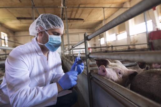 El Colegio Oficial de Veterinarios de Alicante recuerda la obligación de notificar determinadas enfermedades de declaración obligatoria