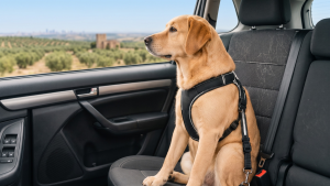 Tres de cada cuatro conductores  transportan a sus perros de forma insegura en el coche