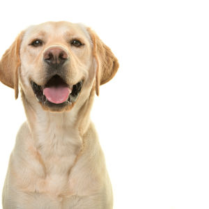Un estudio sobre el envejecimiento epigenético de perros y humanos propone una nueva forma de aproximarse a la edad biológica canina 