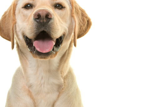Un estudio sobre el envejecimiento epigenético de perros y humanos propone una nueva forma de aproximarse a la edad biológica canina 