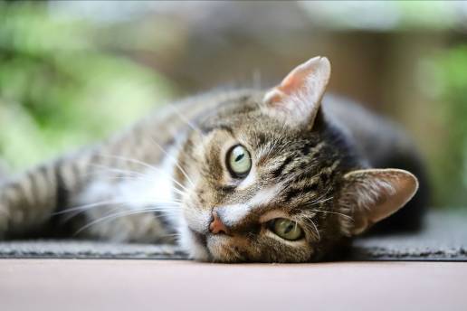 El 'boom' de los gatos: ganan protagonismo en los hogares españoles y en la industria pet food