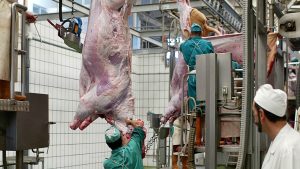 Los veterinarios de Castilla y León proponen a la Consejería de Sanidad mejoras en la formación de los profesionales que ejercen en matader