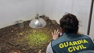 Intervenidos más de 200 reptiles y detenidas tres personas por tráfico de especies protegidas en Castellón
