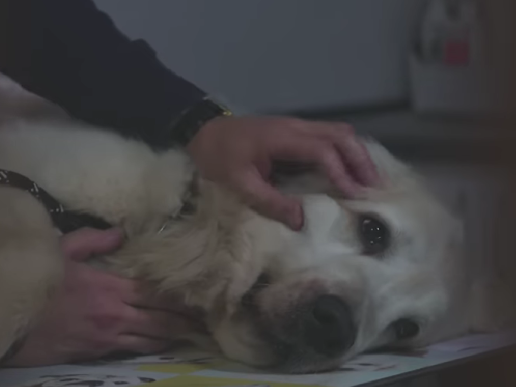El Centro Veterinario Legazpi participa en uno de los sketches más emotivos de La Revuelta