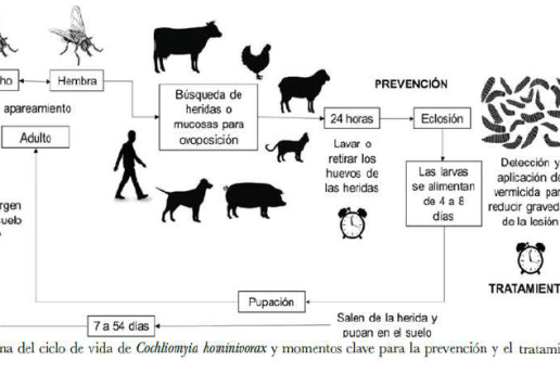 Gusano Barredor del Ganado del Nuevo Mundo