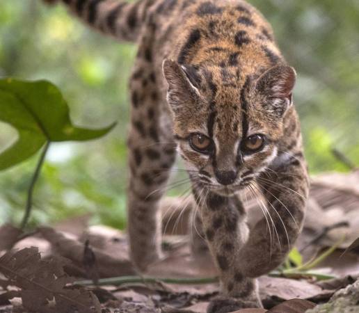 Descubren en Bolivia una nueva especie de felino, la primera en más de un siglo