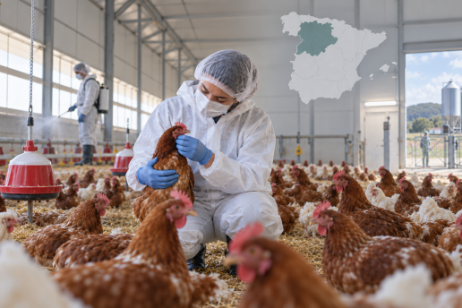 Actualización sobre la situación epidemiológica de la enfermedad de Newcastle en Castilla y León