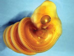 ¿Por qué los embriones de serpiente tienen forma de espiral?