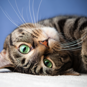 Cómo detectar signos de dolor en gatos