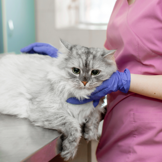 Directrices de consenso de iCatCare2026 sobre el manejo y diagnóstico de la enfermedad renal crónica en gatos