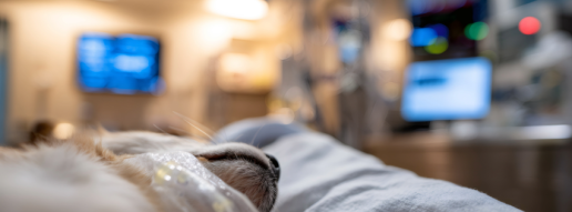 Caso clínico: Control local a largo plazo de malformaciones linfáticas recurrentes mediante escleroterapia con minociclina tras una resección quirúrgica en un perro