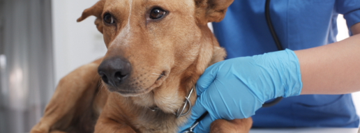 Quimioterapia electro-basada en bleomicina para linfoma epiteliotrópico oral recurrente de células T CD8-positivas en un perro con control local duradero y cambios necróticos en los ganglios linfáticos regionales: un informe de caso
