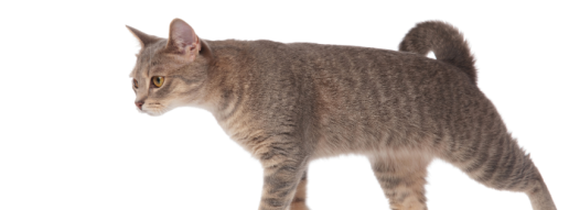 Diferencias dependientes del modo en parámetros cinéticos y temporaloespaciales seleccionados de la marcha en gatos sanos que caminan en una cinta sensible a la presión: un estudio piloto