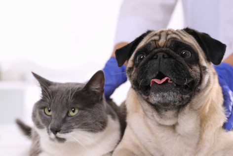 Investigación de las concentraciones de per- y polifluoroalquilo en perros y gatos con trastornos endocrinos