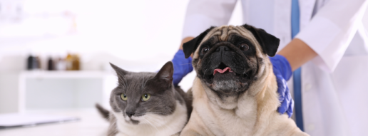 Investigación de las concentraciones de per- y polifluoroalquilo en perros y gatos con trastornos endocrinos