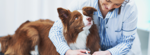 Seguimiento hematológico de la anemia corporal de Heinz asociada al metamizol en perros
