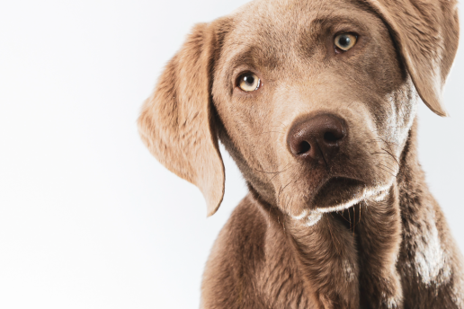 Tu perro podría saber si estás triste, enfadado o asustado