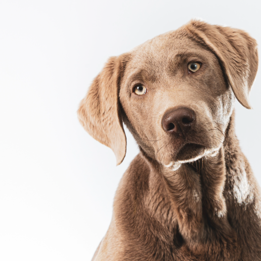 Tu perro podría saber si estás triste, enfadado o asustado