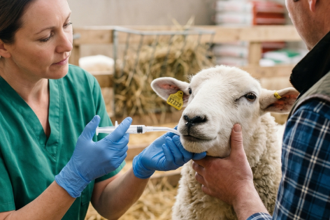 La candidata vacuna MVA-VP2-NS1-2A-NS2-Nt proporciona protección heteróloga en ovejas contra el virus de la lengua azul