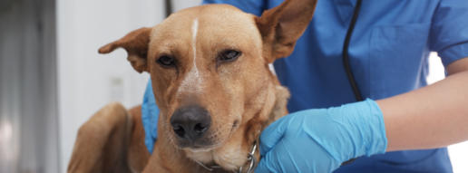 El antimoniato de meglumina y la miltefosina combinados con alopurinol sostienen ambientes inmunológicos proinflamatorios durante el tratamiento de la leishmaniosis canina