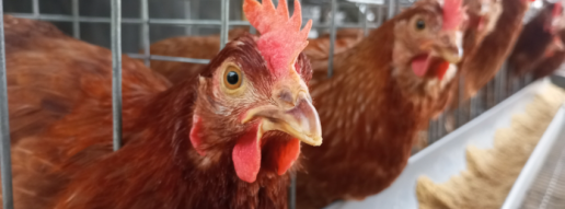 La suplementación con N-carbamilglutamato (NCG) en dietas bajas en proteínas mejora la calidad del huevo al regular la vía del metabolismo proteico del oviducto en gallinas ponedoras