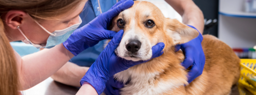La temperatura ocular medida por termografía infrarroja en perros varía según factores biológicos y ambientales
