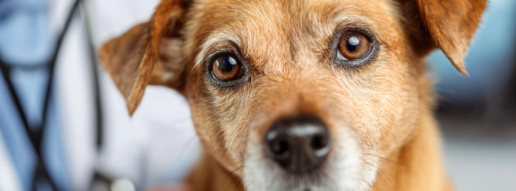 Hidrocolpos en un perro mestizo: un caso clínico