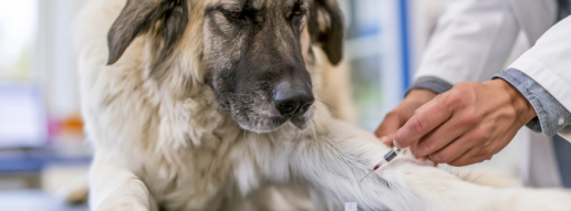 Análisis exploratorio de concentraciones plasmáticas perioperatorias de histamina en perros con tumores de mastocitos