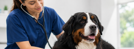 Efectos de un nutracéutico que contiene resveratrol sobre biomarcadores cardíacos, parámetros ecocardiográficos y estrés oxidativo en perros con enfermedades cardíacas naturales