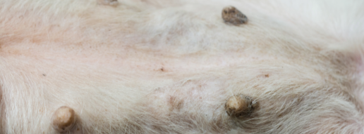 La sobreexpresión de PI3K impulsa la progresión del tumor mamario canino
