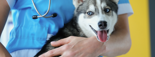 Medición de la impulsividad canina: traducción y validación de una escala alemana de evaluación de impulsividad canina