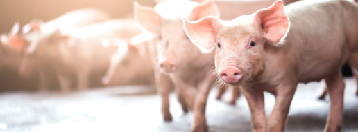 Fluidos orales para la detección y caracterización de Salmonella en cerdos de acabado comercial