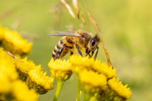 España remite a la Comisión Europea su proyecto de Plan Nacional de Restauración de la Naturaleza