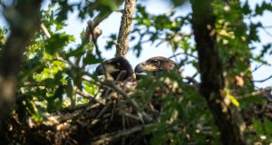 El Proyecto Pigargo logra un nuevo hito con el nacimiento de tres pollos