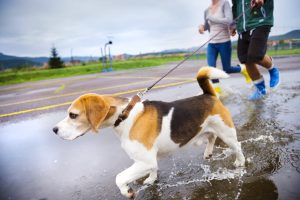 Leptospirosis en perros: una enfermedad que también debemos tener presente en la ciudad