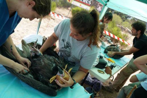 GREFA celebró la Fiesta del Buitre con el marcaje de diez ejemplares en la Sierra de la Demanda
