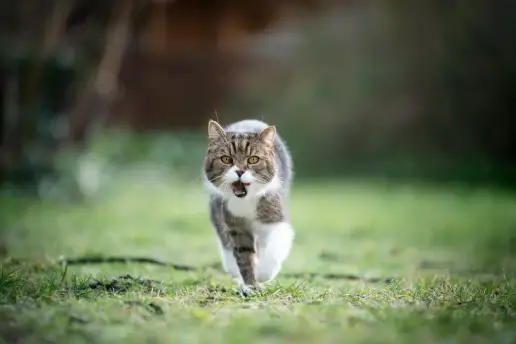 Analizan el ADN del estómago de los gatos y descubren que podrían estar cazando muchos más animales de lo que pensábamos