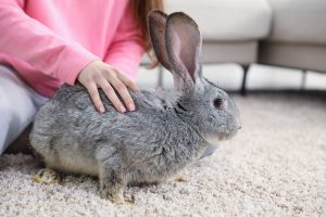 Los alimentos compuestos, claves para completar la dieta de los conejos: aportan los nutrientes que el heno no cubre