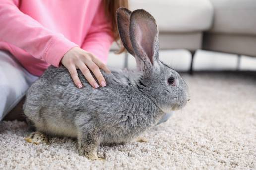 Los alimentos compuestos, claves para completar la dieta de los conejos: aportan los nutrientes que el heno no cubre