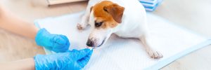 La AEMPS informa de la actualización de la información de seguridad de los medicamentos veterinarios que contienen fenobarbital