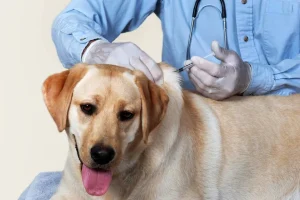 Los veterinarios catalanes instan al Gobierno a hacer realidad el decreto de vacunación contra la rabia en 2026