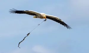 ¿Te comerías a tu pareja? Estas son las cosas más extrañas que los animales comen para sobrevivir