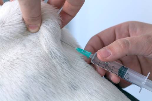 La OCV reclama que la reforma del RD 666/2023 dé una respuesta efectiva a los problemas de la profesión veterinaria