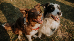 Los perros sin raza definida ya pueden tener su propio ‘DNI Canino’