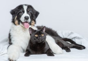 Cinco recomendaciones de ANFAAC para garantizar el bienestar de los animales de compañía