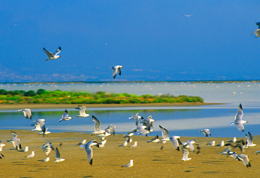 Descienden las poblaciones de aves en el Delta del Ebro