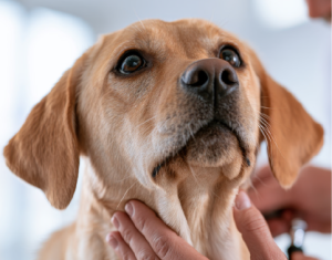 Manejo dietético de las alteraciones hepáticas en el perro