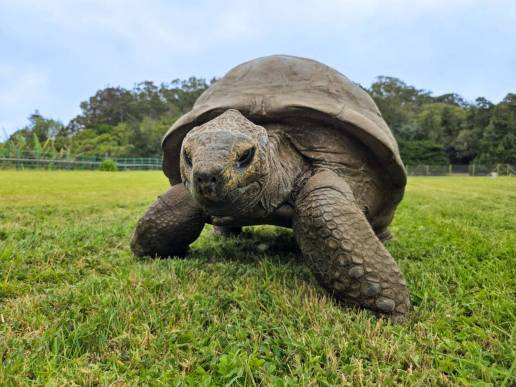 El genoma del animal terrestre más longevo del mundo revela cómo resiste al envejecimiento