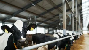 Confirmado el primer caso de Shamonda tipo 2 en España, en una granja de vacuno de Cantabria